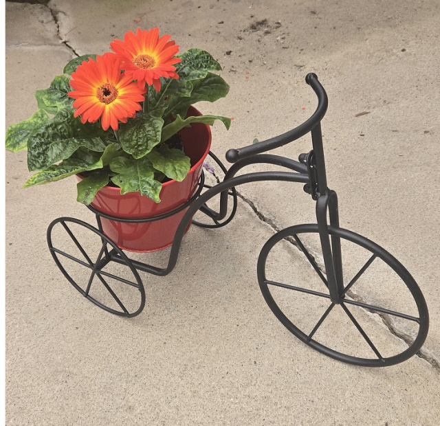 Gerbera Daisy